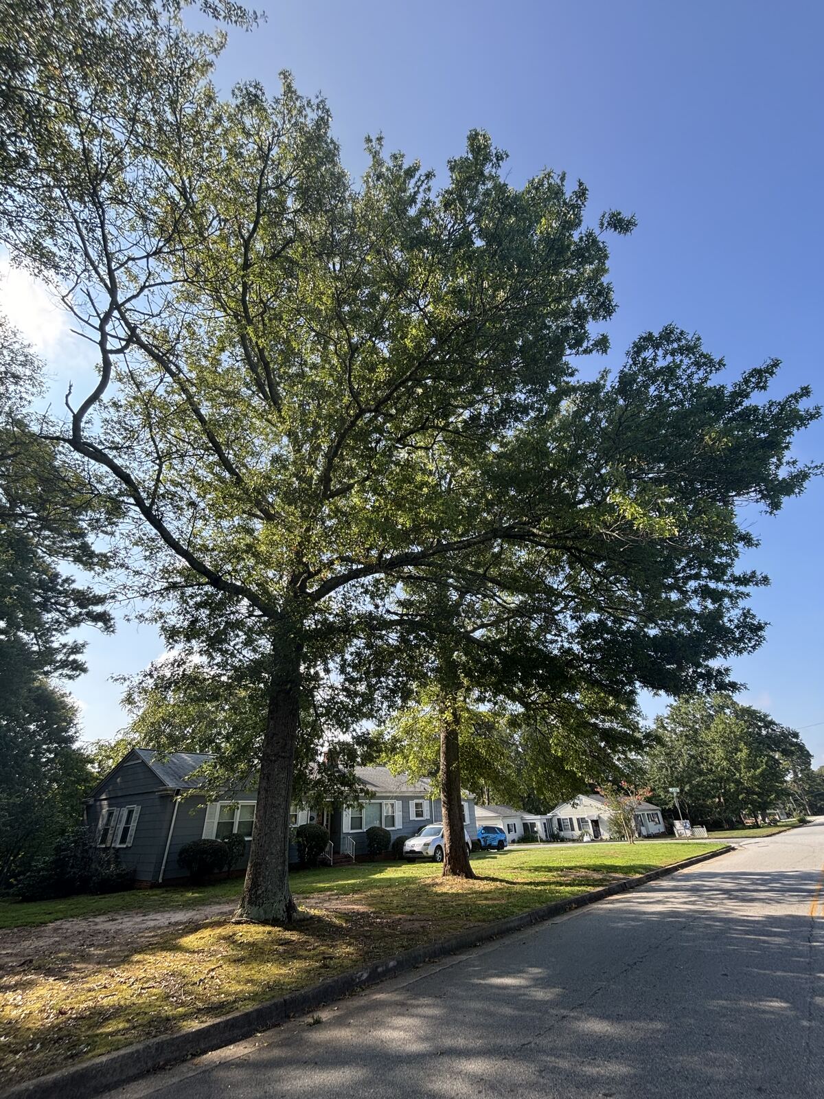 Large mature oak tree in a residential front yard before removal